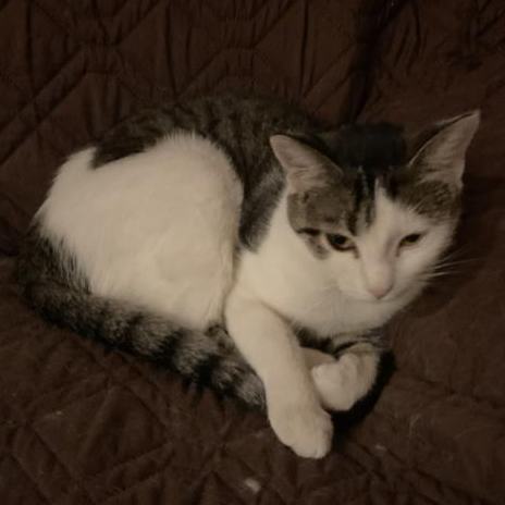 Enlarge Boo, a Adoptable Tabby in Waverly, IA image 4/5