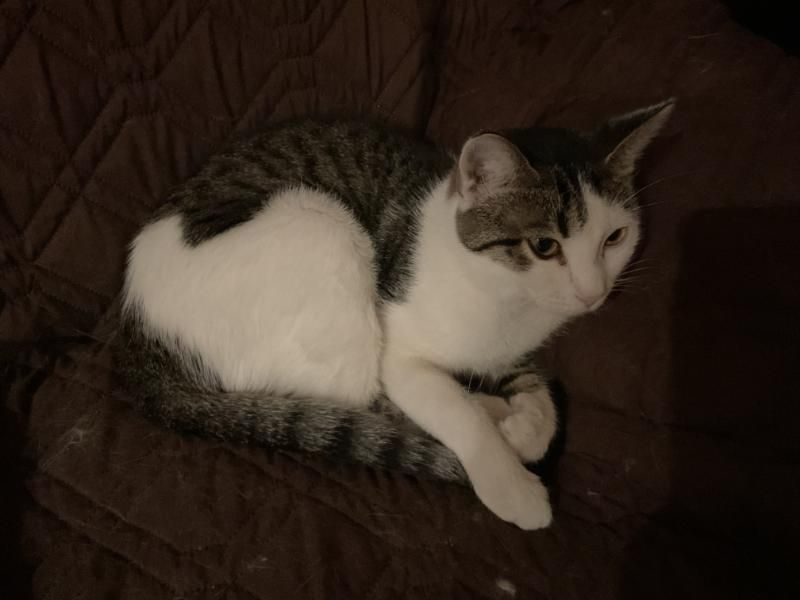 Enlarge Boo, a Adoptable Tabby in Waverly, IA image 5/5