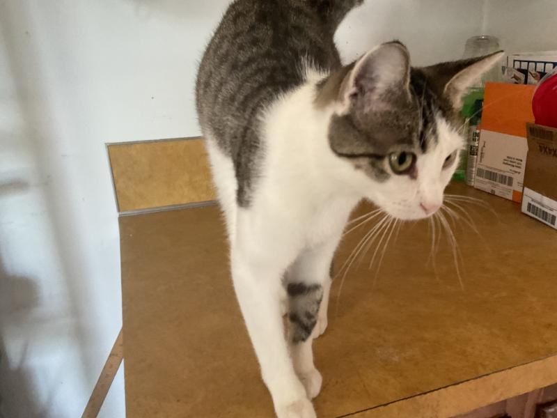 Enlarge Boo, a Adoptable Tabby in Waverly, IA image 1/5