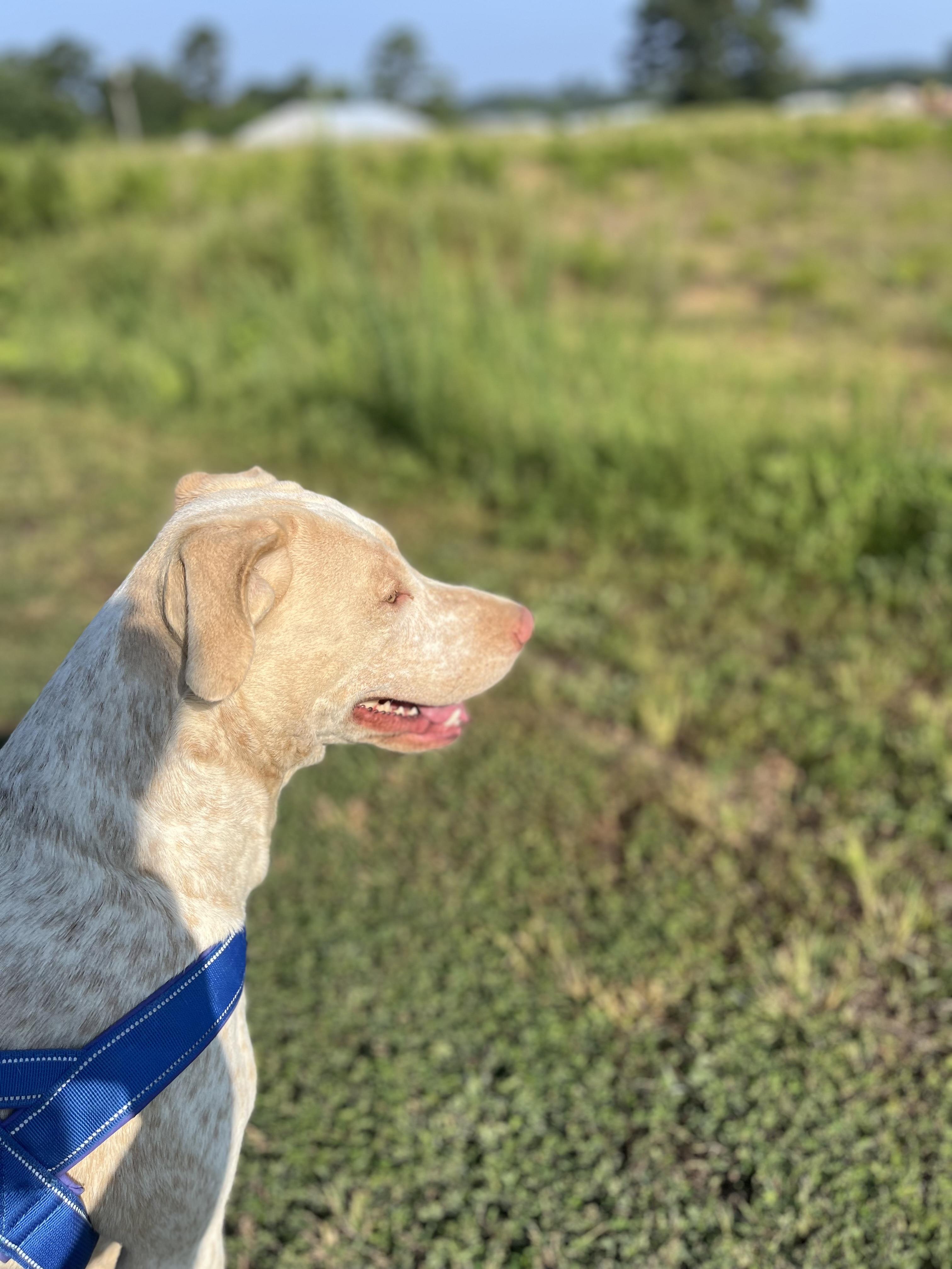 Enlarge Dolly, an adopted mixed breed in Melbourne, AR image 3/5
