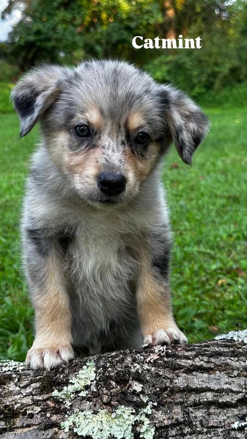 Enlarge CATMINT, a Adopted Australian Shepherd in Pomfret Center, CT image 1/2