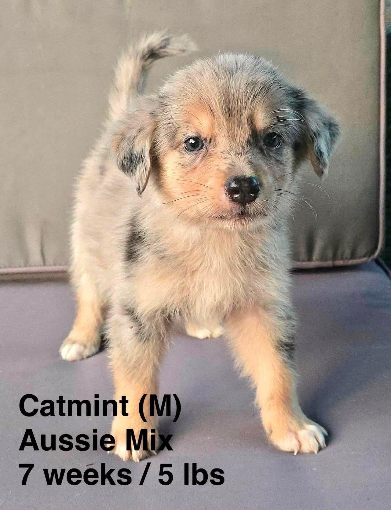 Enlarge CATMINT, a Adopted Australian Shepherd in Pomfret Center, CT image 2/2