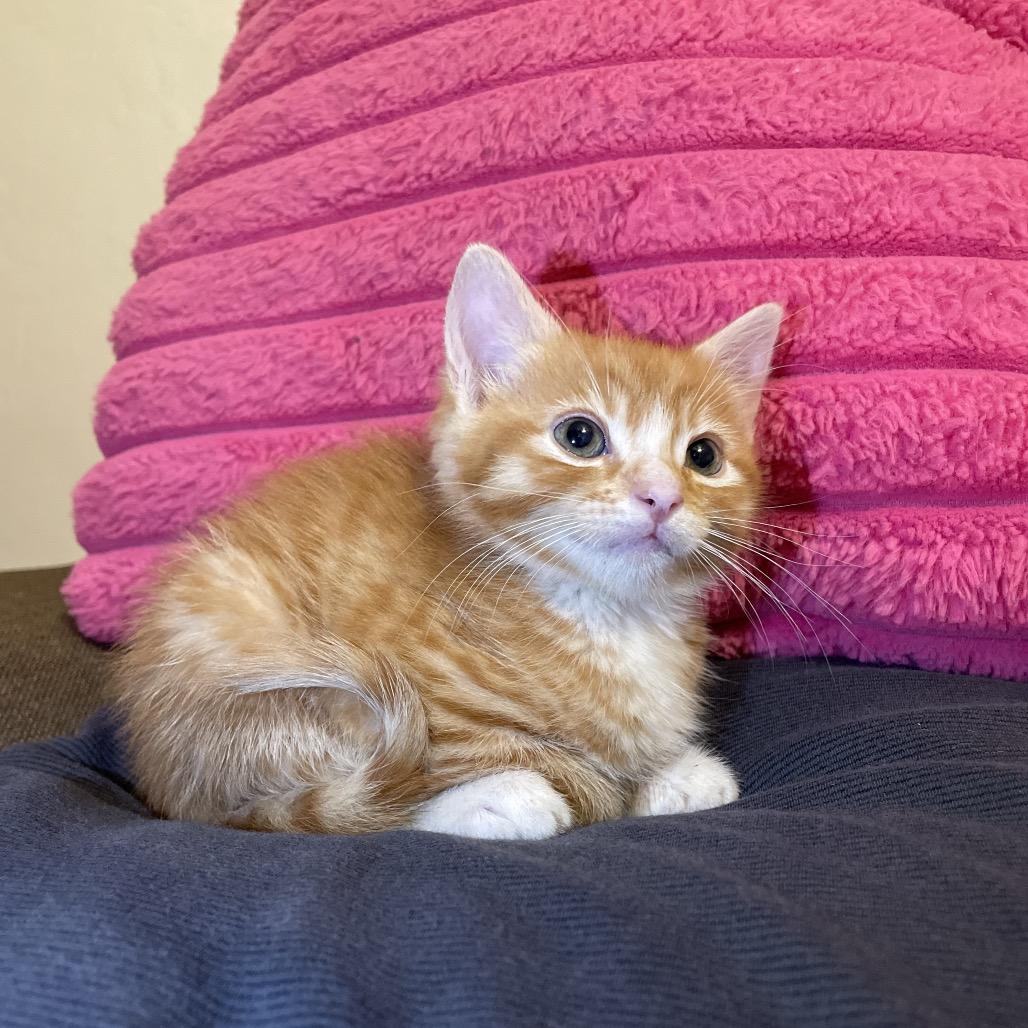 Ollie, Adoptable, Kitten Male American Shorthair.