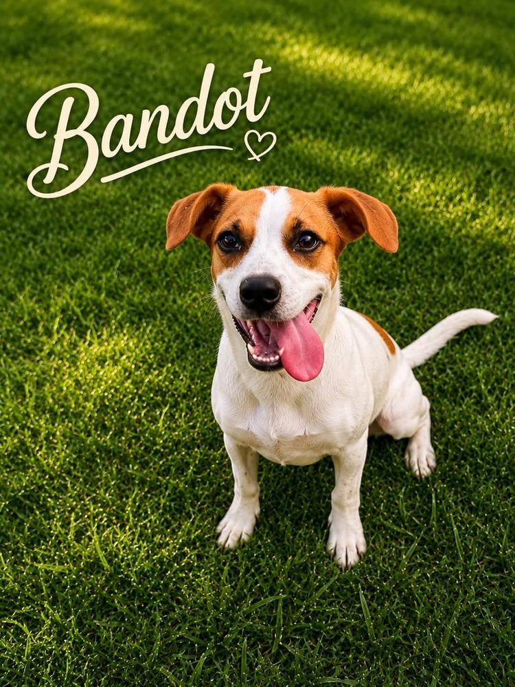 Bandot, Adopted, Puppy Male Mixed Breed.