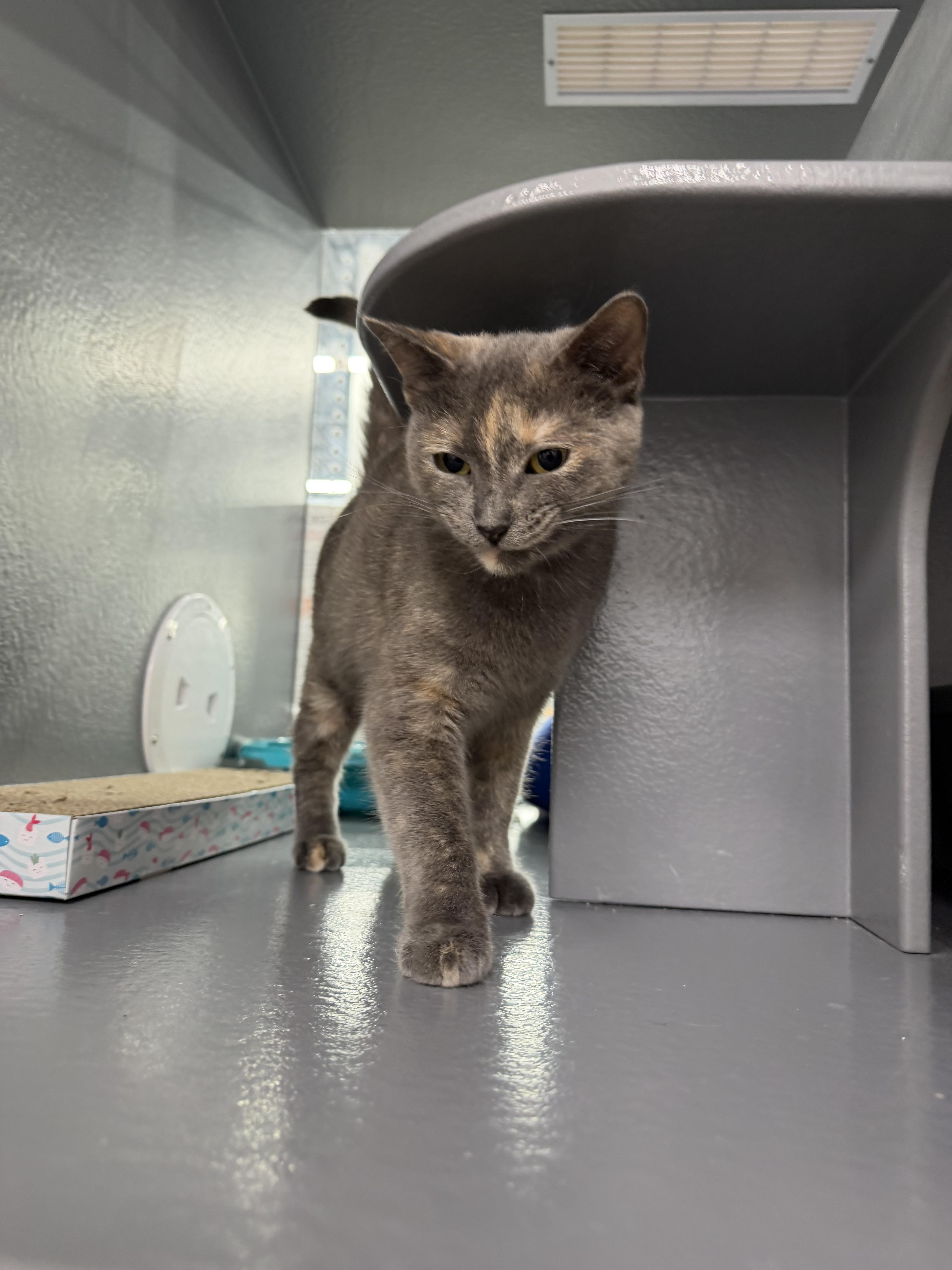 Stormy , ADOPTABLE, Adult Female Dilute Tortoiseshell.