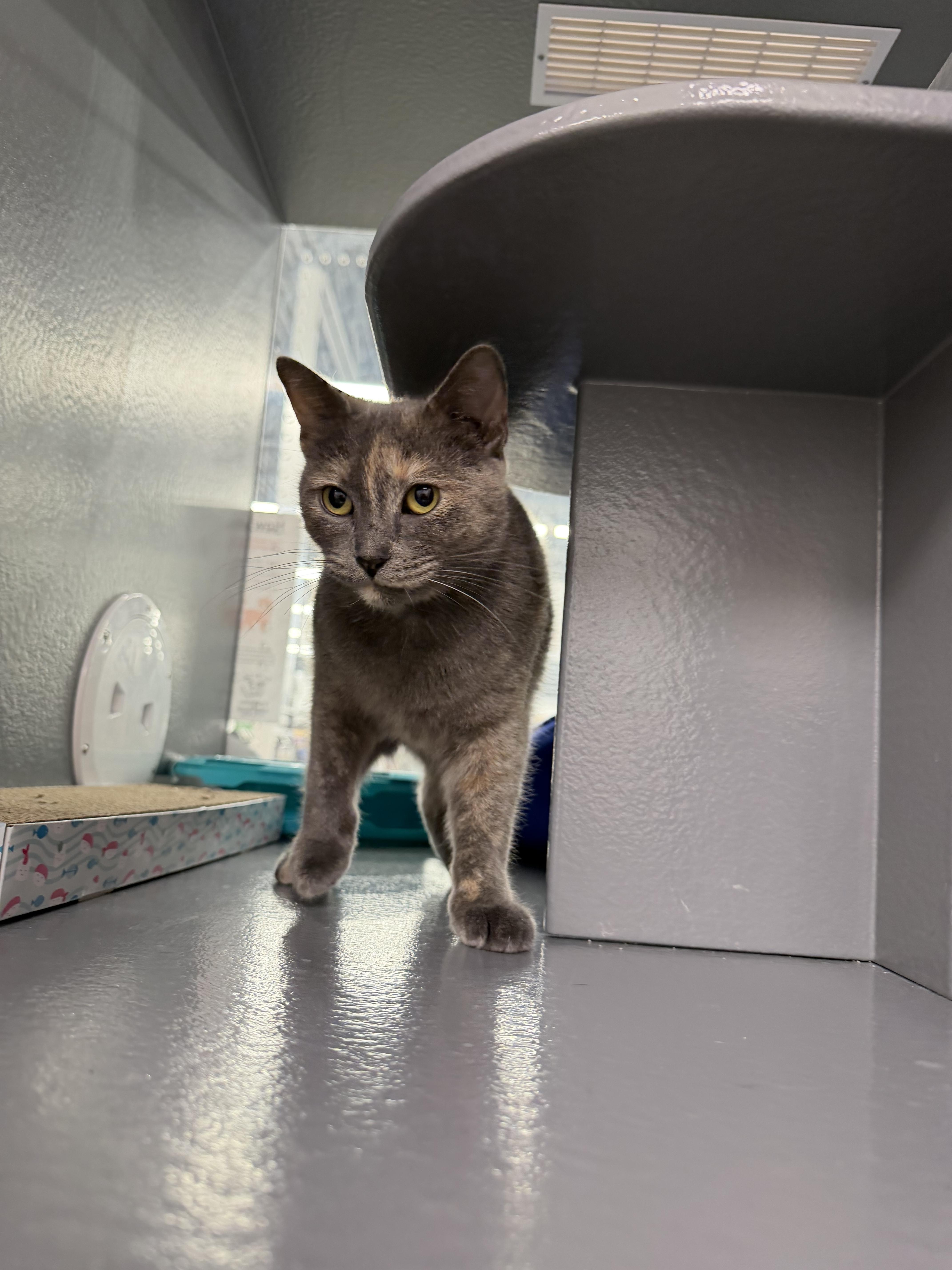 Stormy , a ADOPTABLE mixed breed in fennville, MI image 3/4