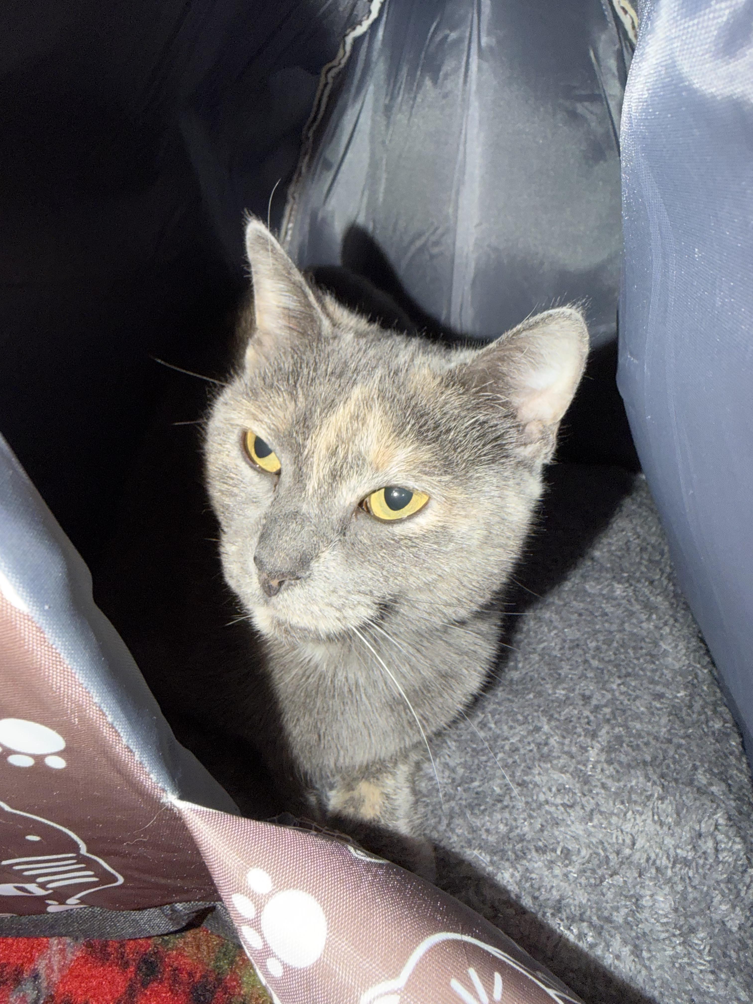 Stormy , a ADOPTABLE mixed breed in fennville, MI image 2/4
