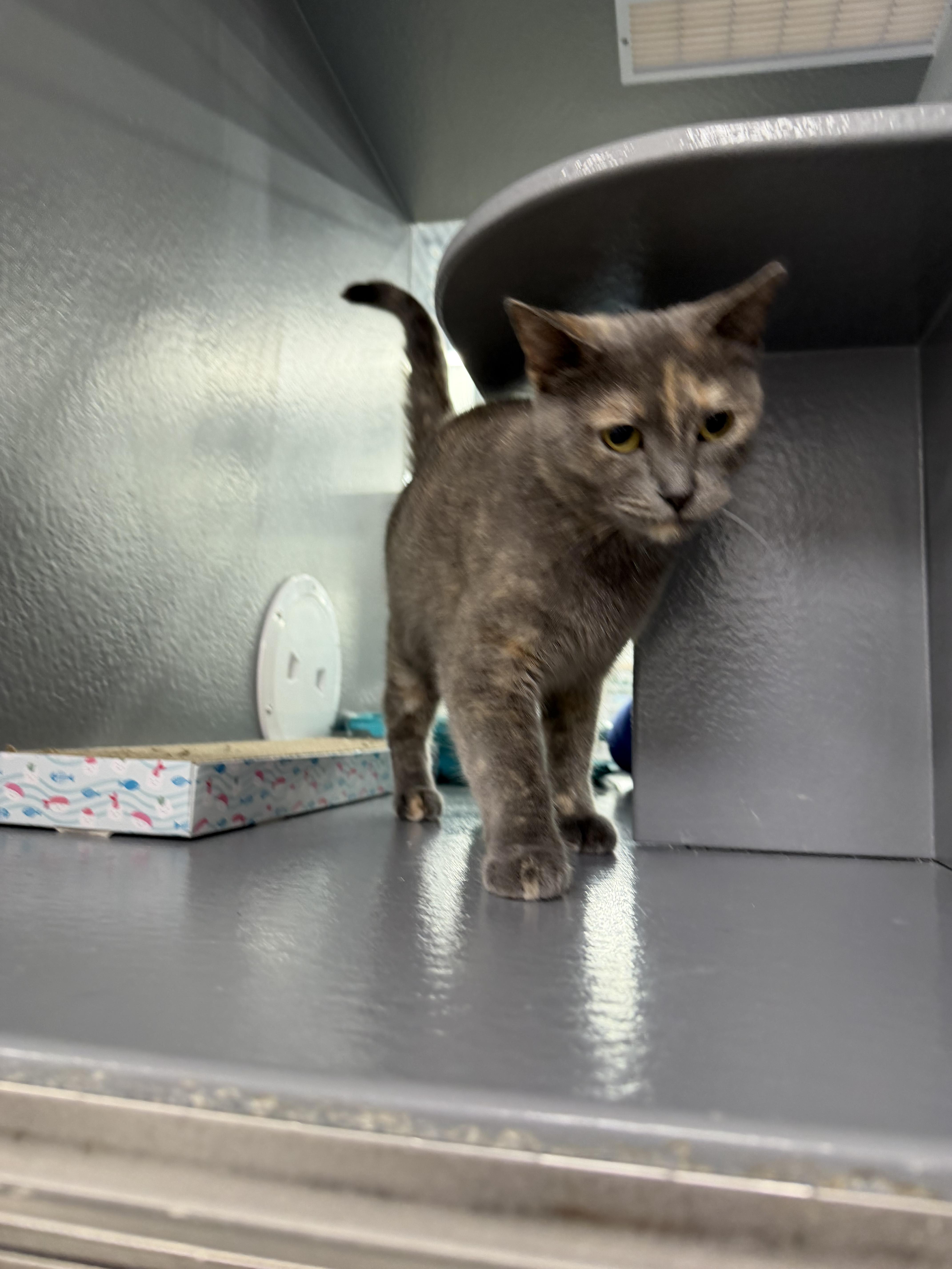 Stormy , a ADOPTABLE mixed breed in fennville, MI image 4/4
