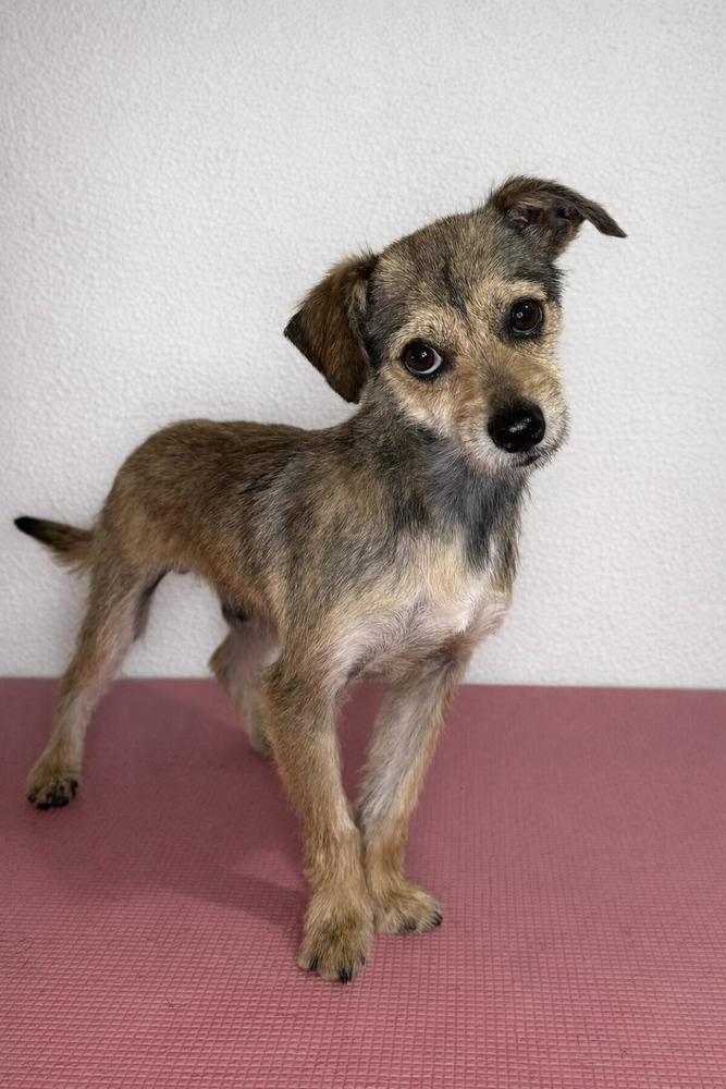 Enlarge PEEP Show, a Adoptable Mixed Breed in Wayne, NJ image 1/3