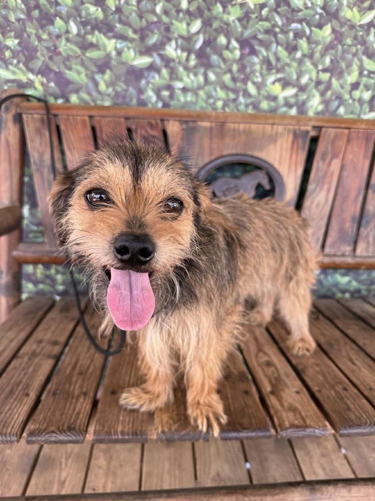 Enlarge PEEP Show, a Adoptable Mixed Breed in Wayne, NJ image 2/3