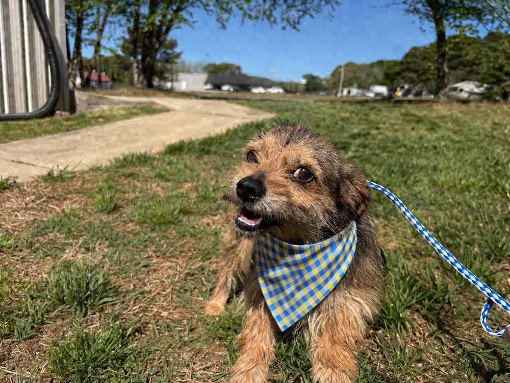 Enlarge PEEP Show, a Adoptable Mixed Breed in Wayne, NJ image 3/3