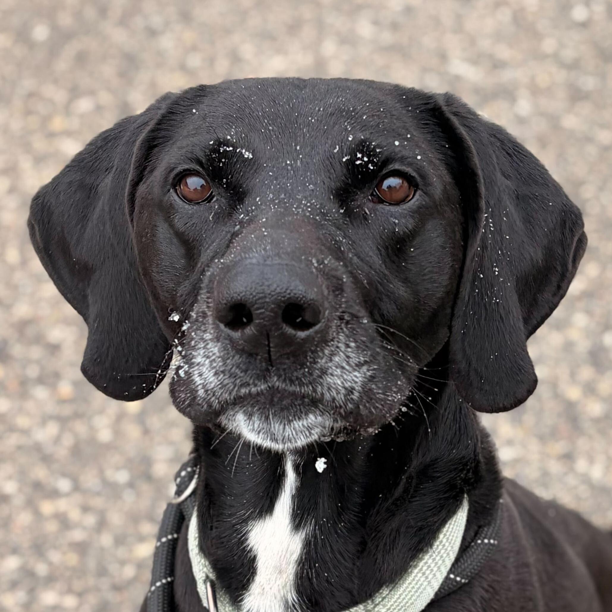 Bucky - Name Your Own Adoption Fee!, ADOPTABLE, Adult Male Black Labrador Retriever.