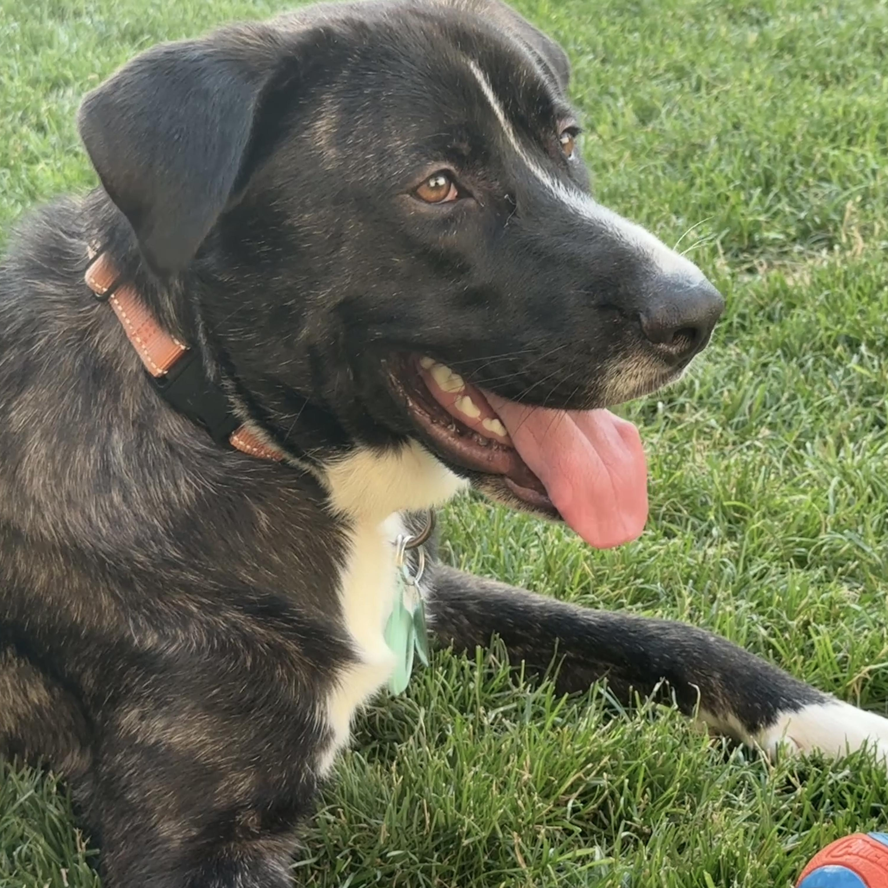 Porter, adopted, Young Male Labrador Retriever.