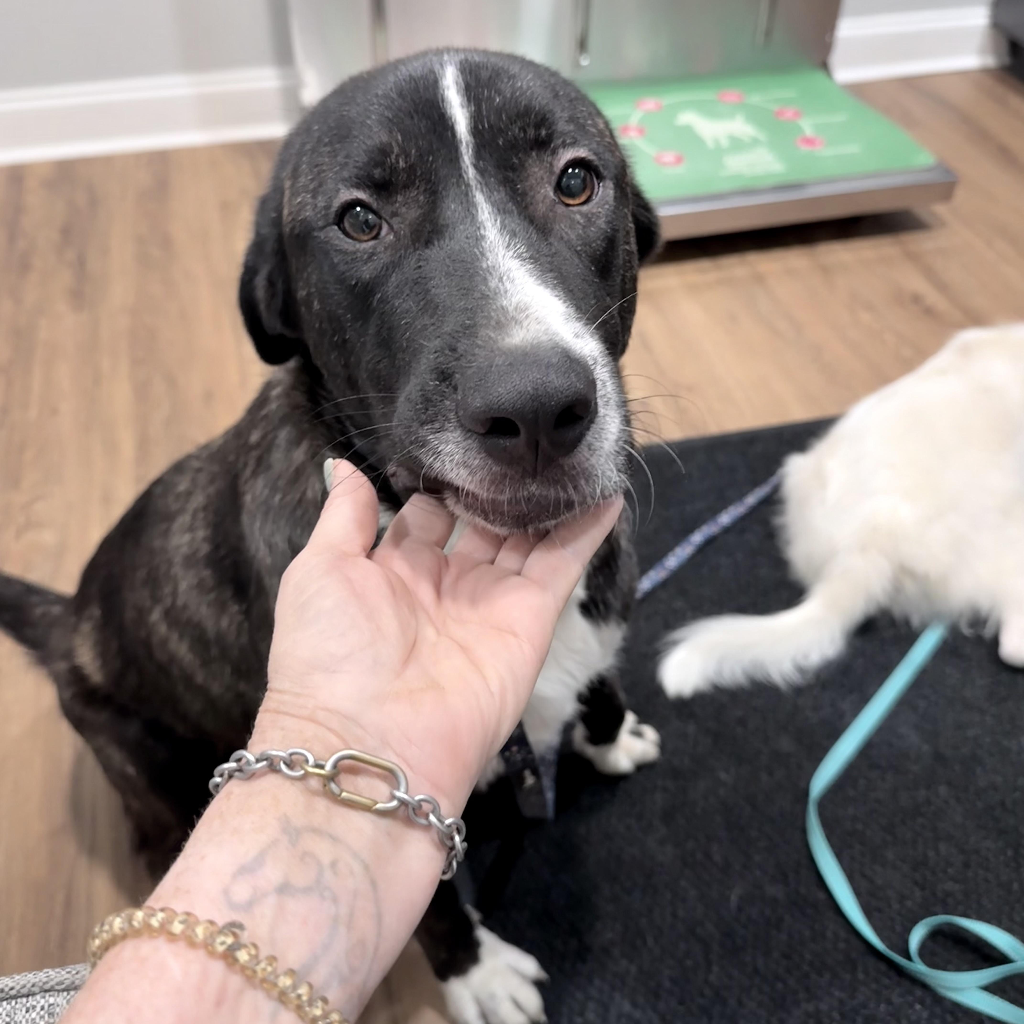 Porter, an adopted mixed breed in Chicago, IL image 3/5