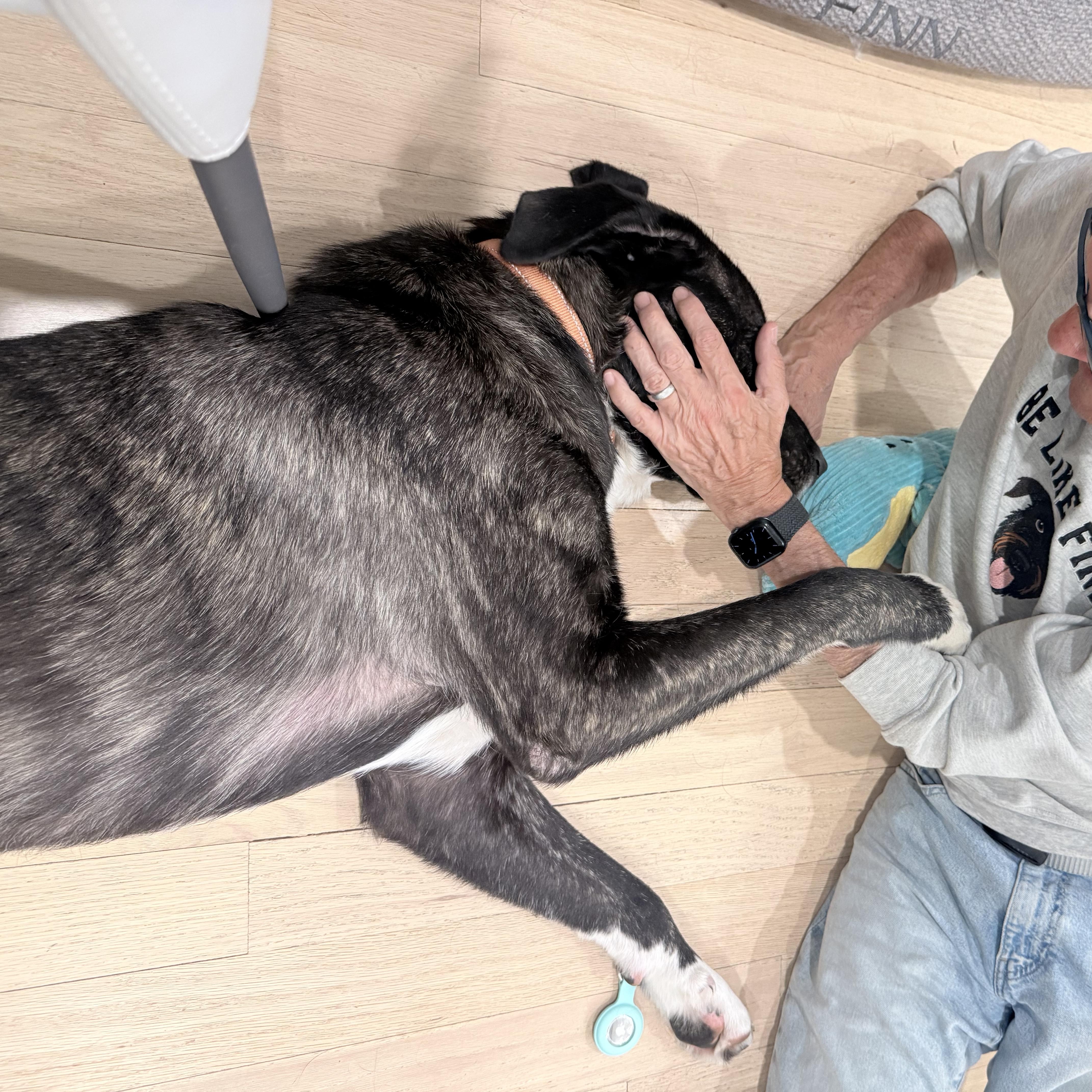 Porter, an adopted mixed breed in Chicago, IL image 4/5