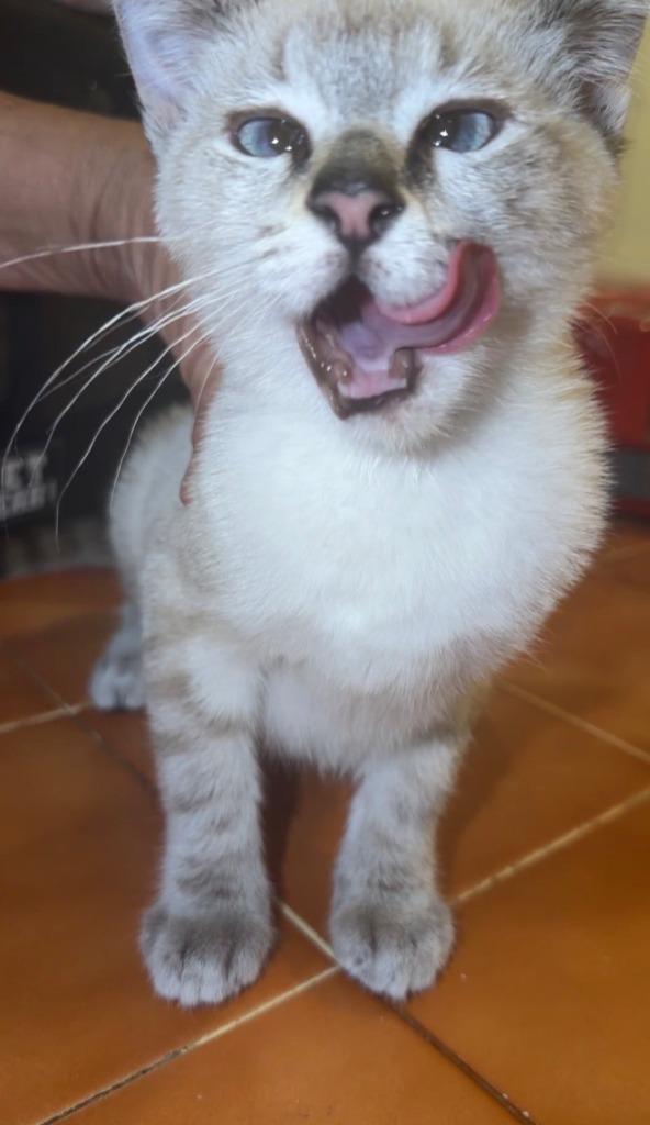 Tara, Adoptable, Kitten Female Siamese & Domestic Short Hair.
