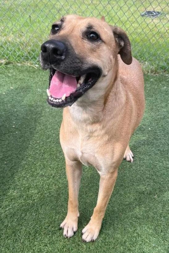 Rufus, a ADOPTABLE mixed breed in Camden, SC image 4/5