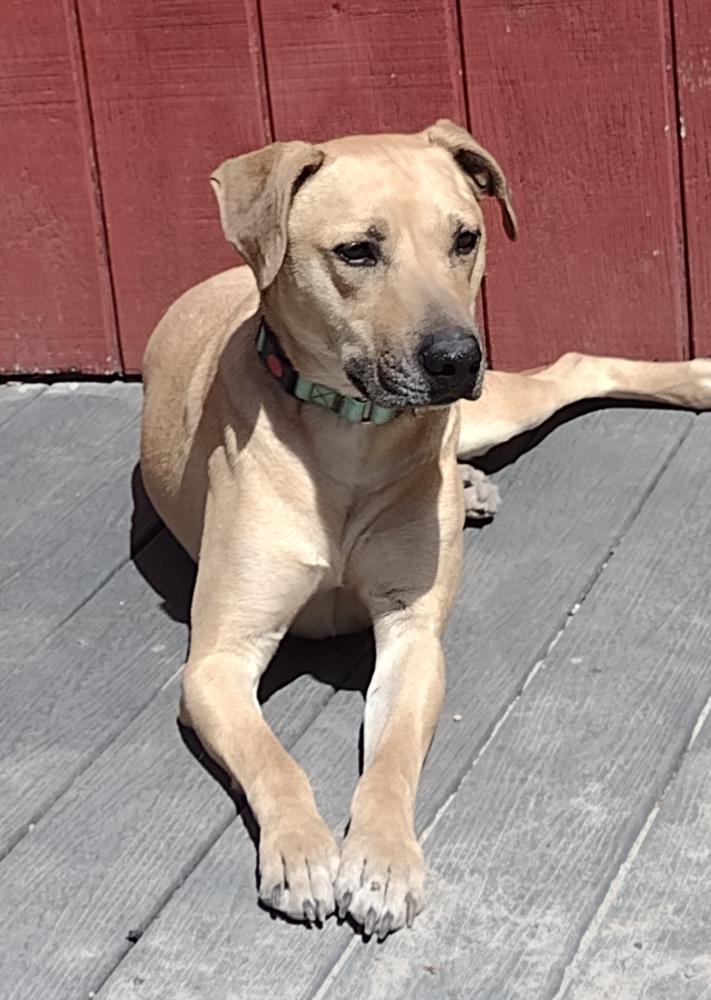 Enlarge Rufus, a ADOPTABLE mixed breed in Camden, SC image 1/6