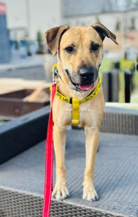 Rufus, ADOPTABLE, Adult Male German Shepherd Dog.