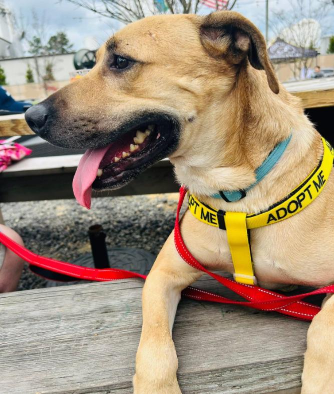 Rufus, a ADOPTABLE mixed breed in Camden, SC image 2/5