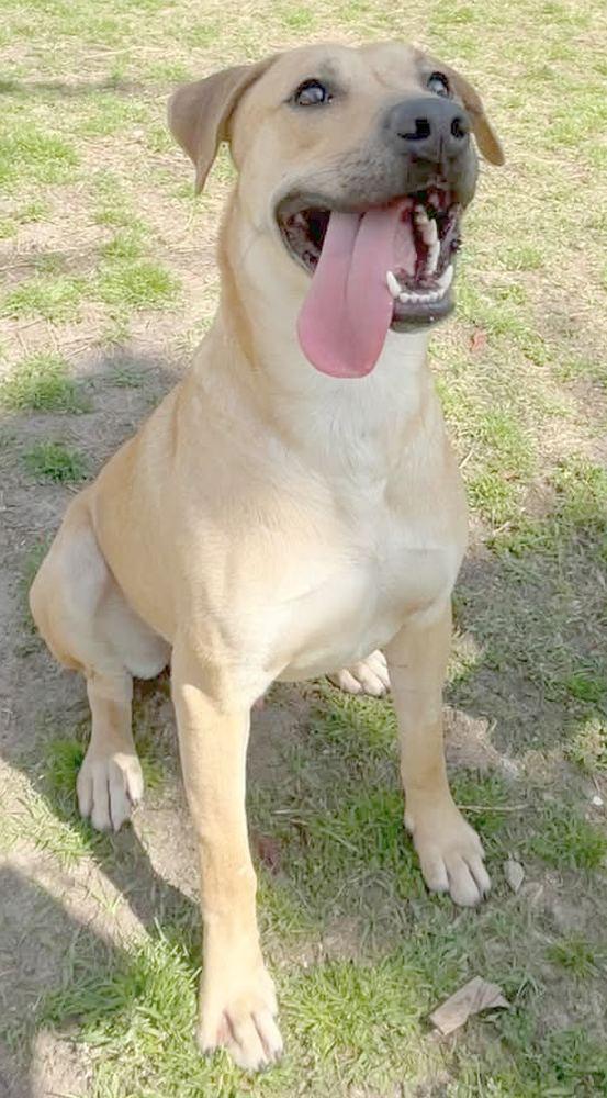 Rufus, ADOPTABLE, Adult Male Anatolian Shepherd & Labrador Retriever.