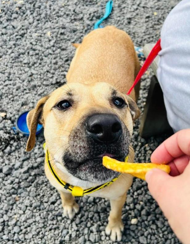 Rufus, a ADOPTABLE mixed breed in Camden, SC image 3/5