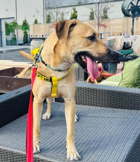 Rufus, a ADOPTABLE mixed breed in Camden, SC image 5/5
