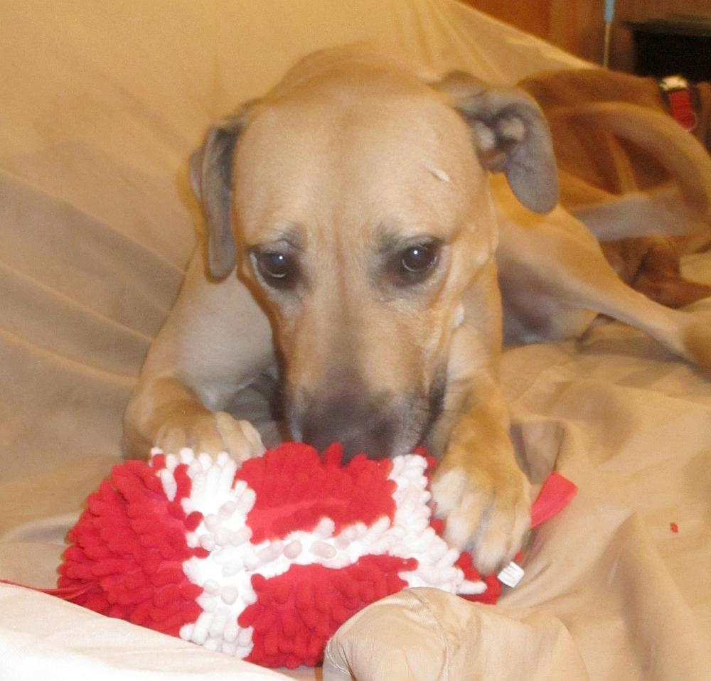 Enlarge Rufus, a ADOPTABLE mixed breed in Camden, SC image 3/6