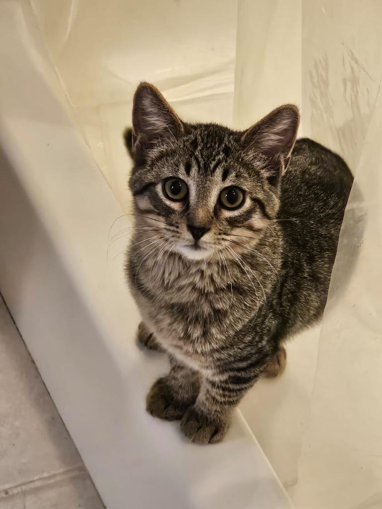 Jimothy, Adoptable, Young Male Domestic Short Hair.