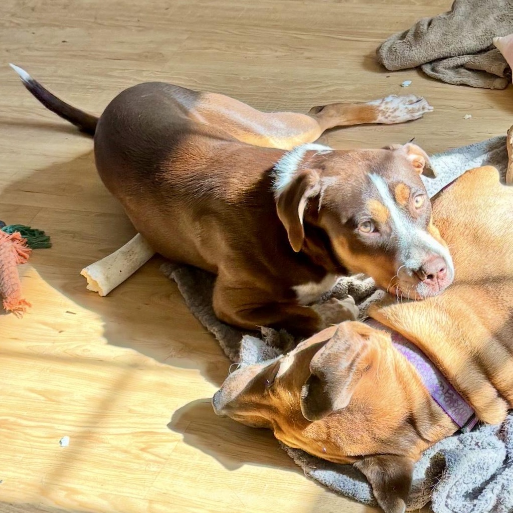 Molly — thumbnail 4