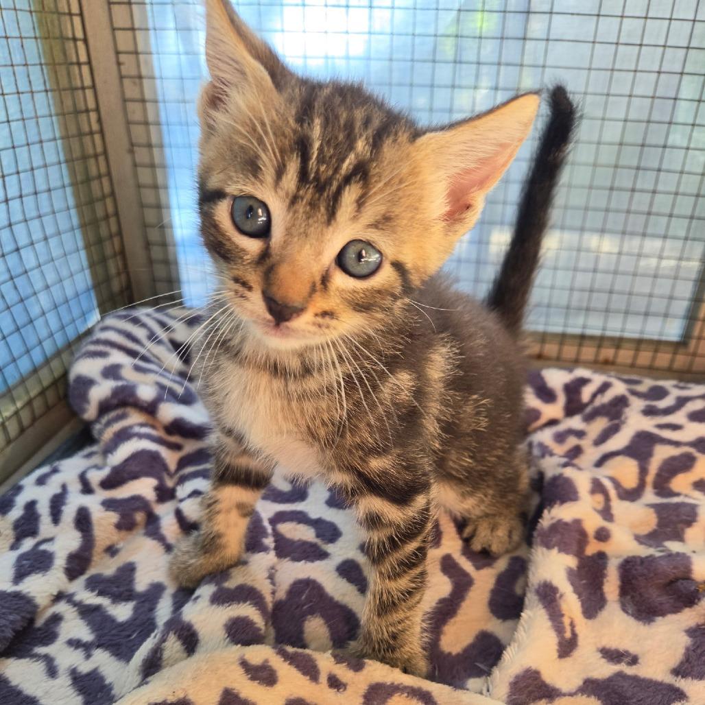 Huey, Adoptable, Kitten Male Domestic Short Hair.
