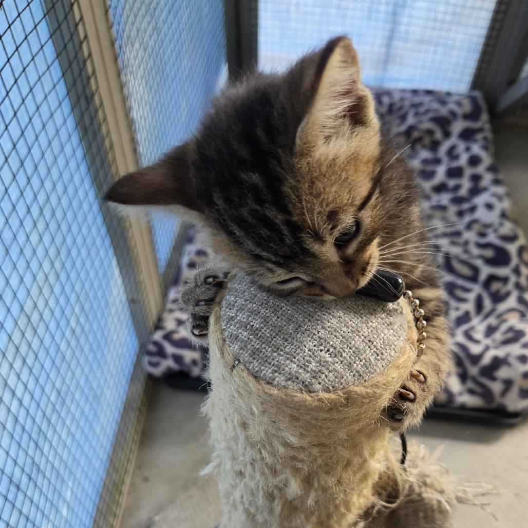 Enlarge Huey, a Adoptable Domestic Short Hair in Pahoa, HI image 2/6