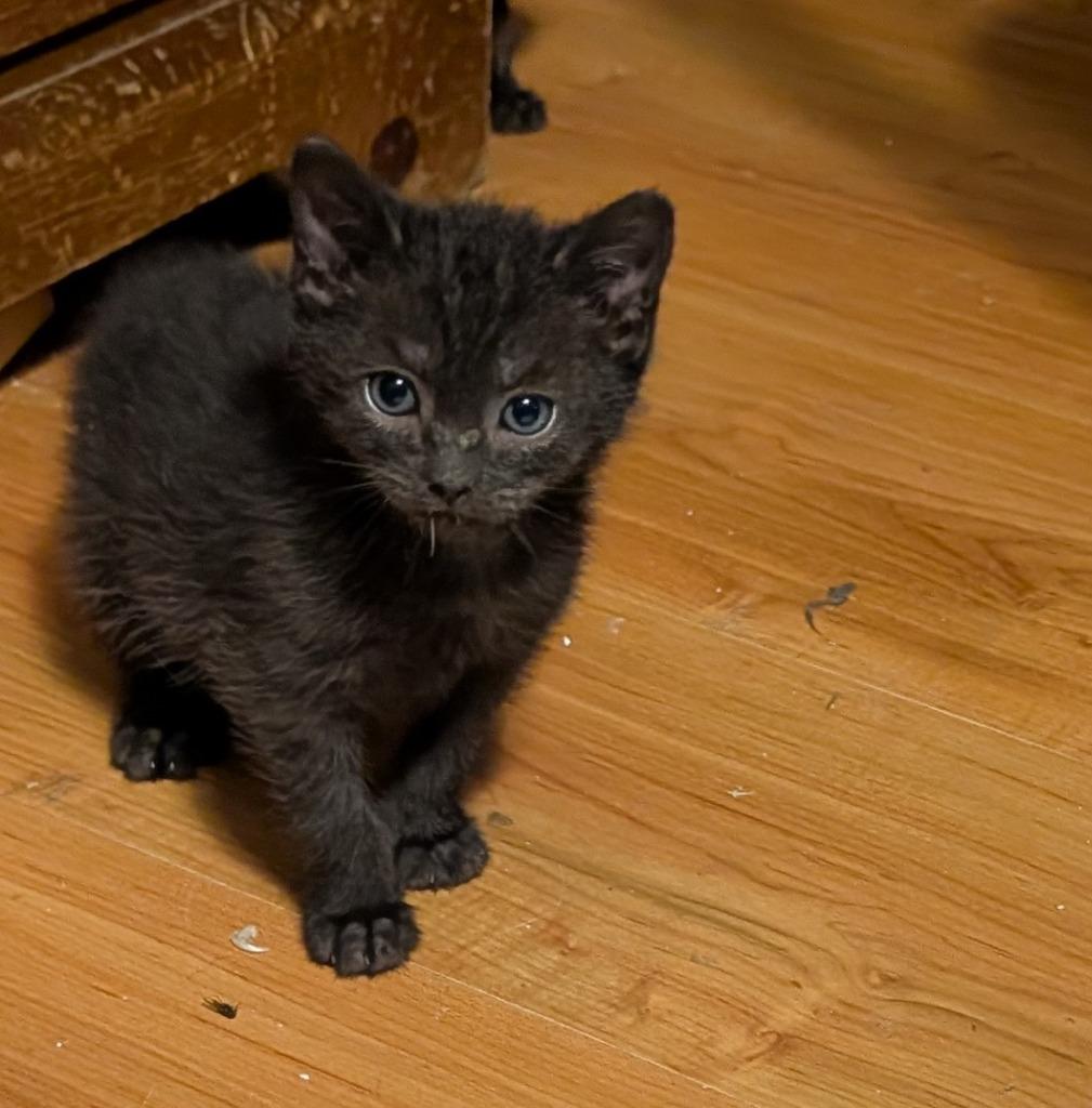 Pugsley Green Collar, Adoptable, Kitten Male Domestic Short Hair.