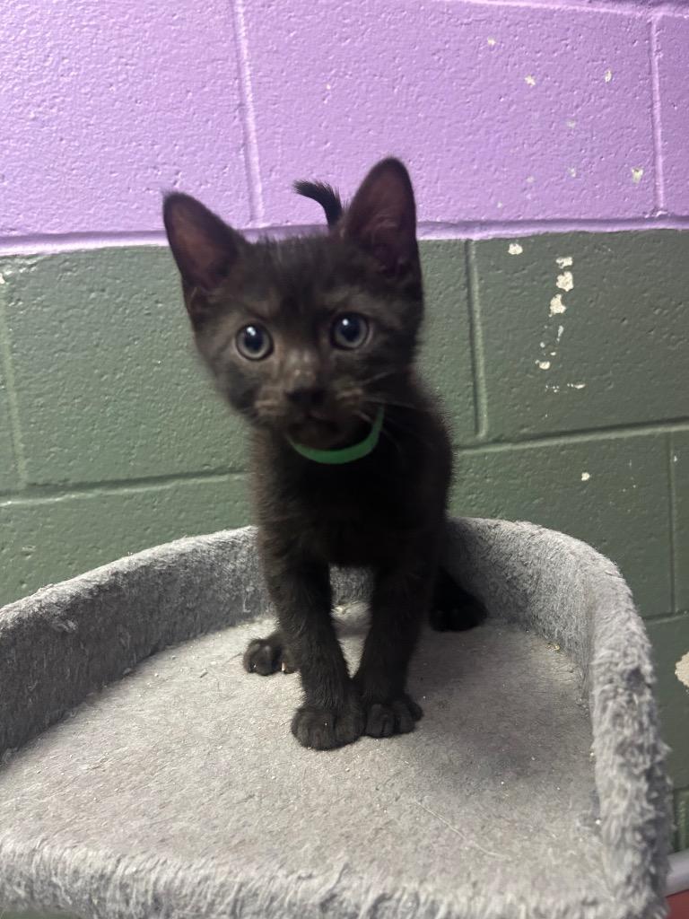 Enlarge Pugsley Green Collar, a Adoptable mixed breed in New Manchester, WV image 3/5