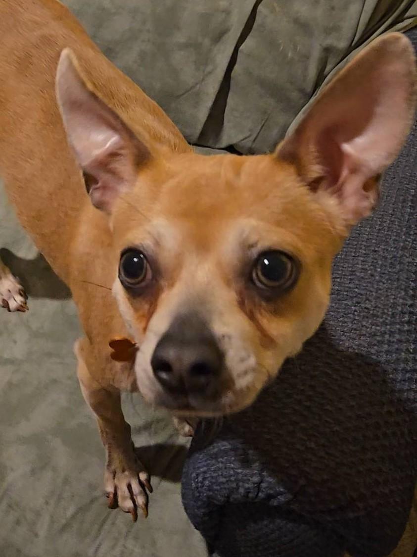 Enlarge Papito, an adopted mixed breed in Springfield, MO image 6/6