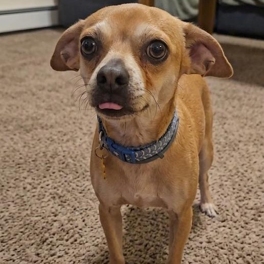 Enlarge Papito, an adopted mixed breed in Springfield, MO image 5/6