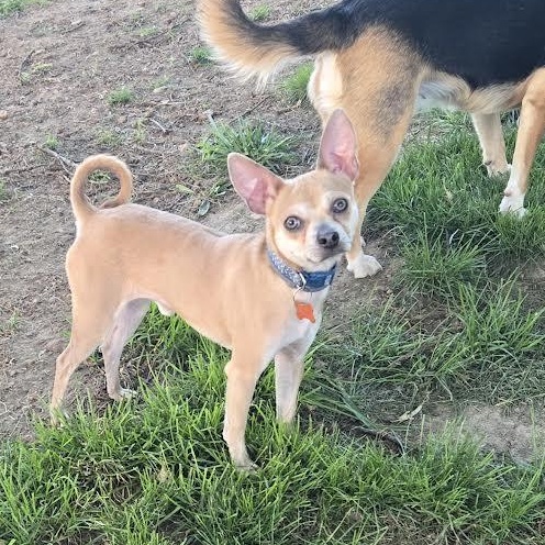 Enlarge Papito, an adopted mixed breed in Springfield, MO image 4/6