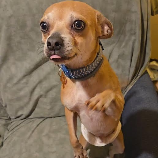 Enlarge Papito, an adopted mixed breed in Springfield, MO image 3/6
