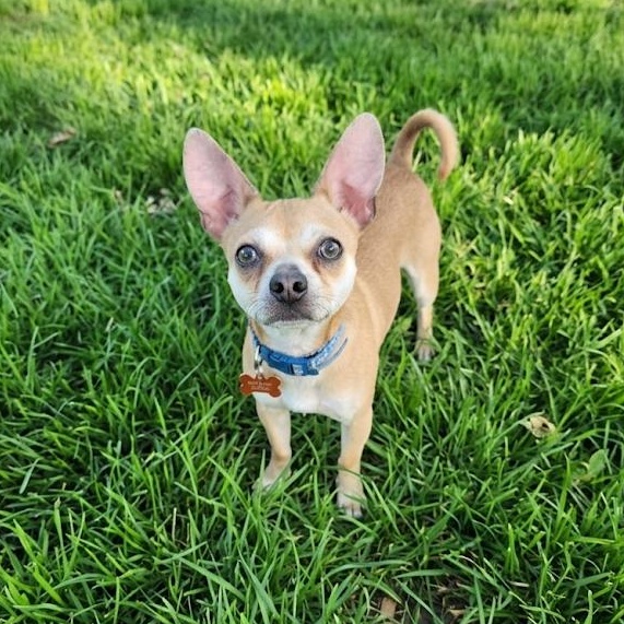 Enlarge Papito, an adopted mixed breed in Springfield, MO image 2/6