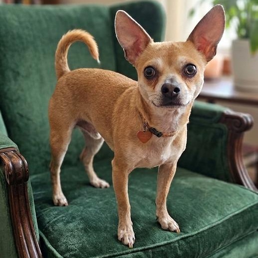 Enlarge Papito, an adopted mixed breed in Springfield, MO image 1/6