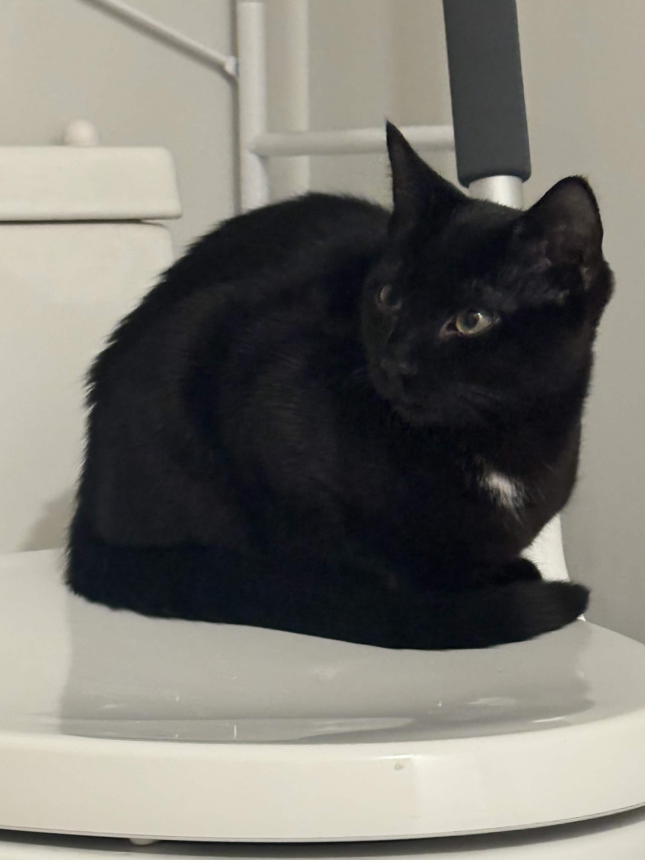 Enlarge Mavis, a Adoptable Domestic Short Hair in Weehawken, NJ image 6/6