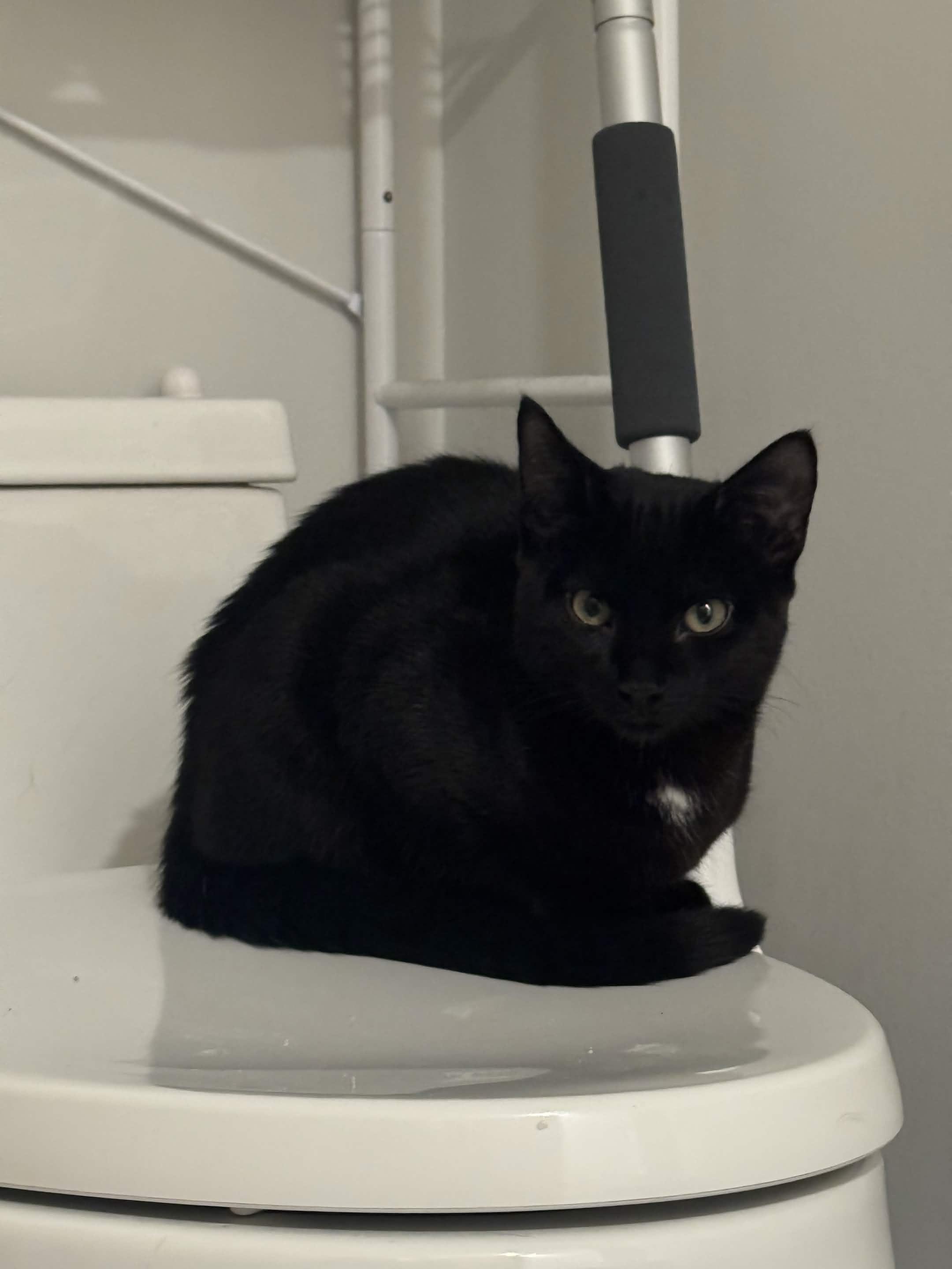 Enlarge Mavis, a Adoptable Domestic Short Hair in Weehawken, NJ image 2/6