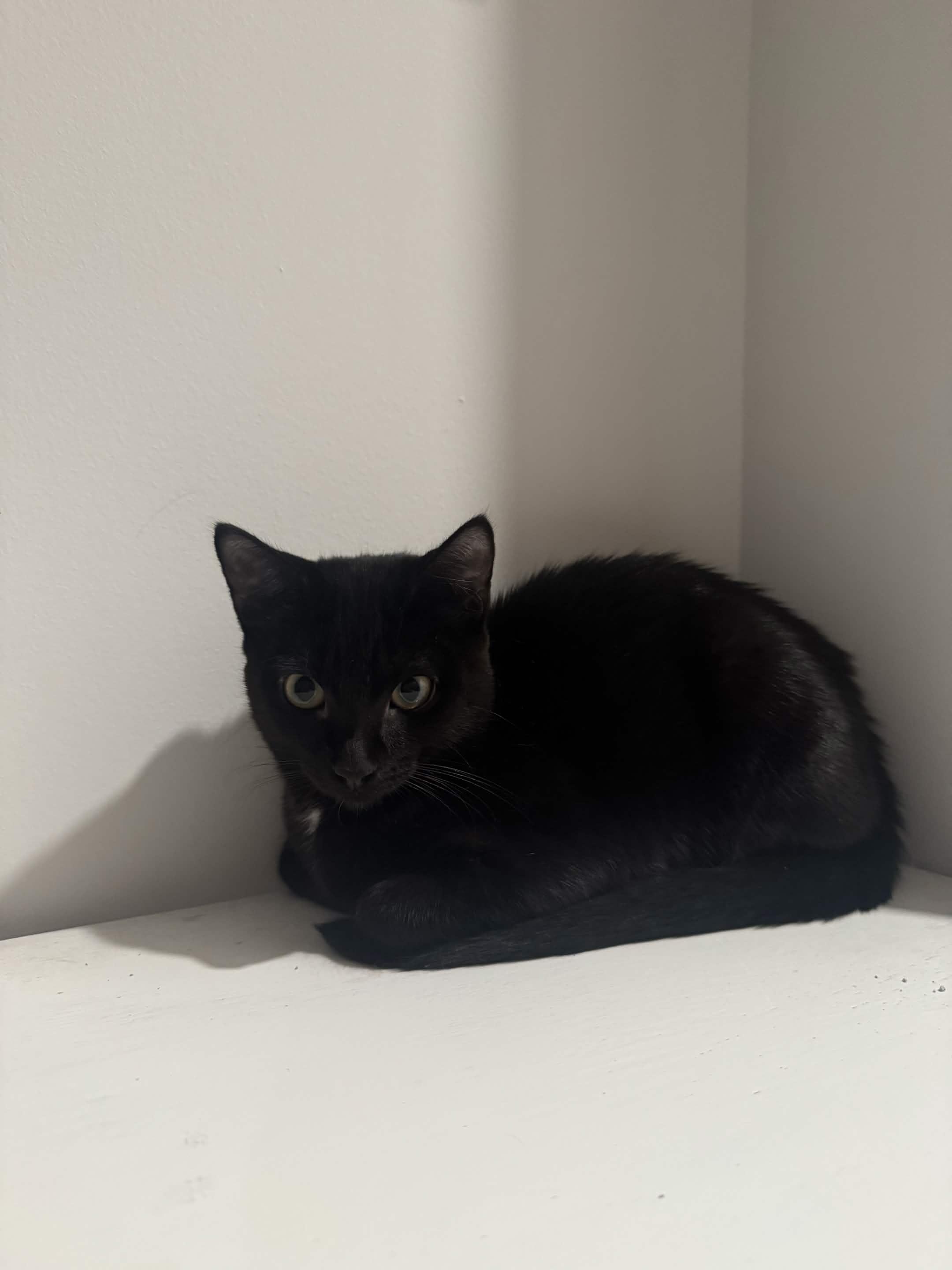 Enlarge Mavis, a Adoptable Domestic Short Hair in Weehawken, NJ image 5/6