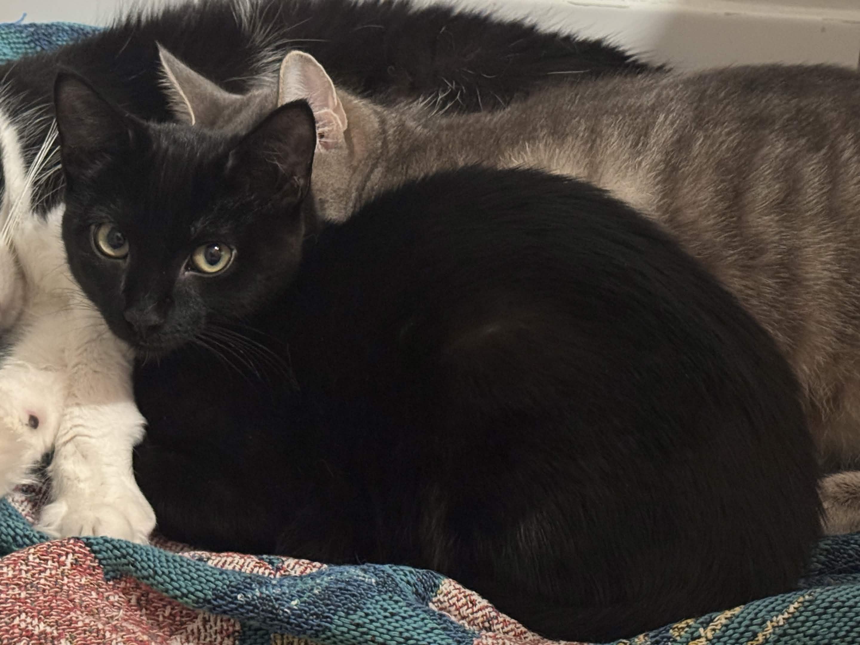 Enlarge Mavis, a Adoptable Domestic Short Hair in Weehawken, NJ image 3/6