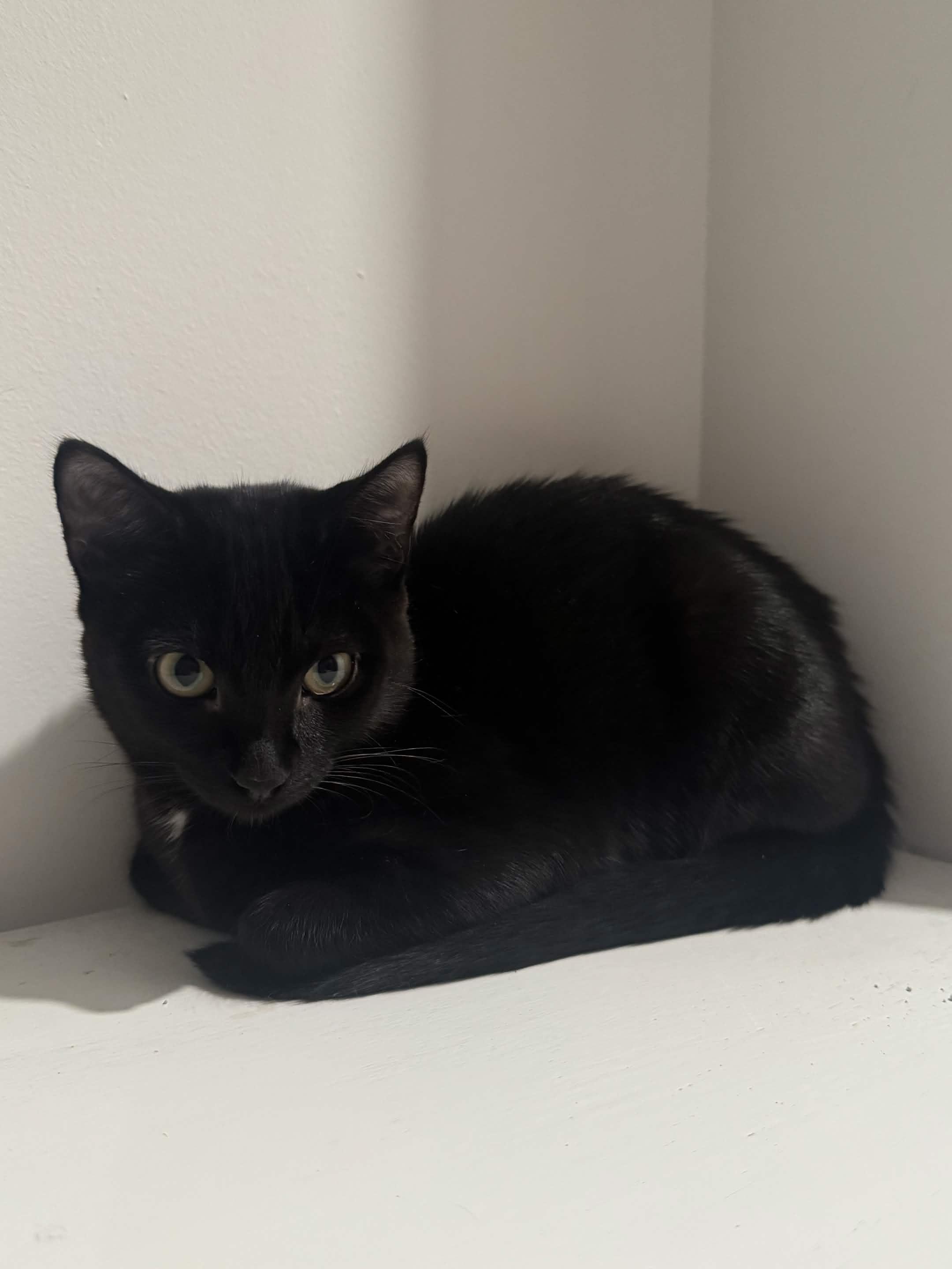 Enlarge Mavis, a Adoptable Domestic Short Hair in Weehawken, NJ image 1/6