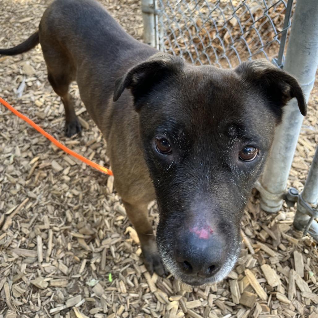 Enlarge Rhaena, a Adoptable mixed breed in Tacoma, WA image 1/1