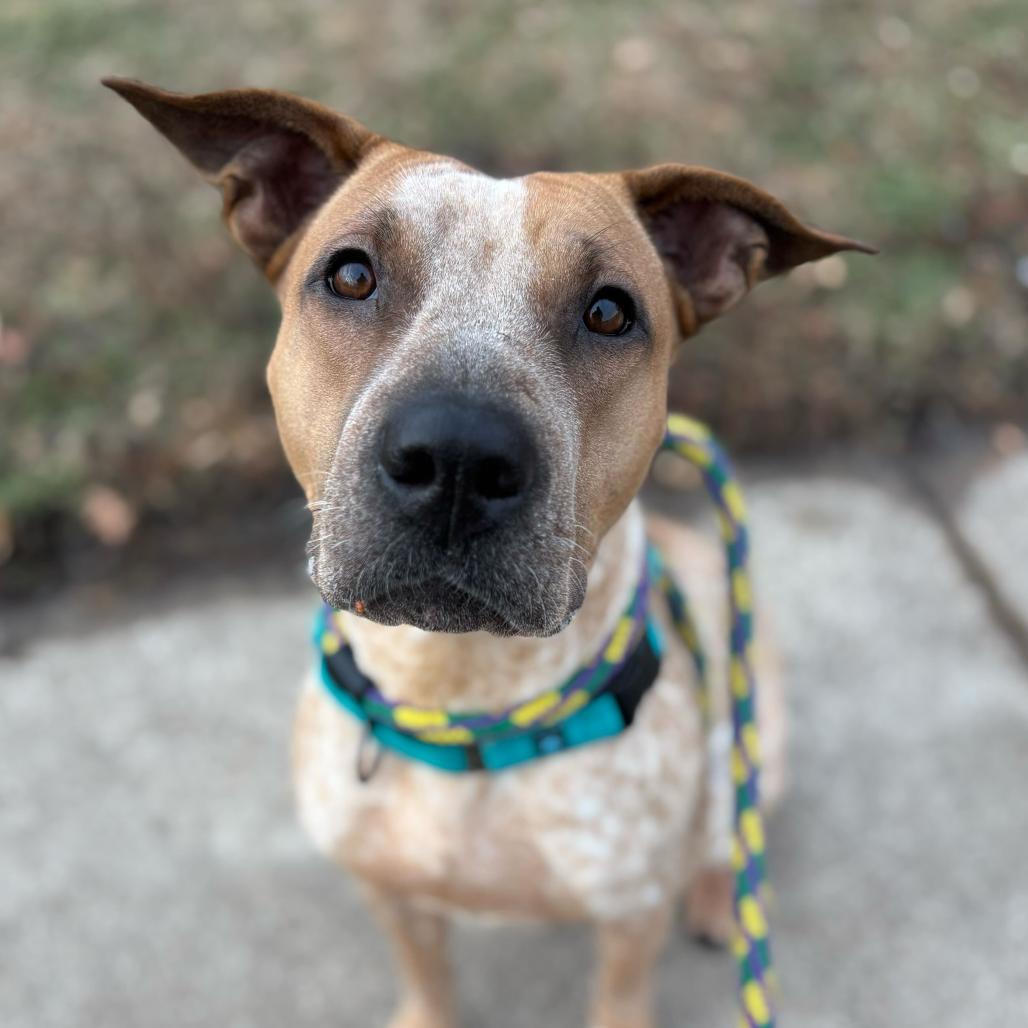 Sarah, Adoptable, Adult Female Mixed Breed.