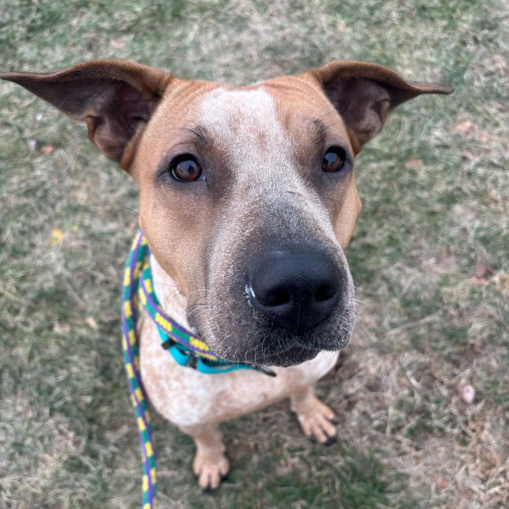 Enlarge Sarah, a Adoptable Mixed Breed in Davenport, IA image 2/4