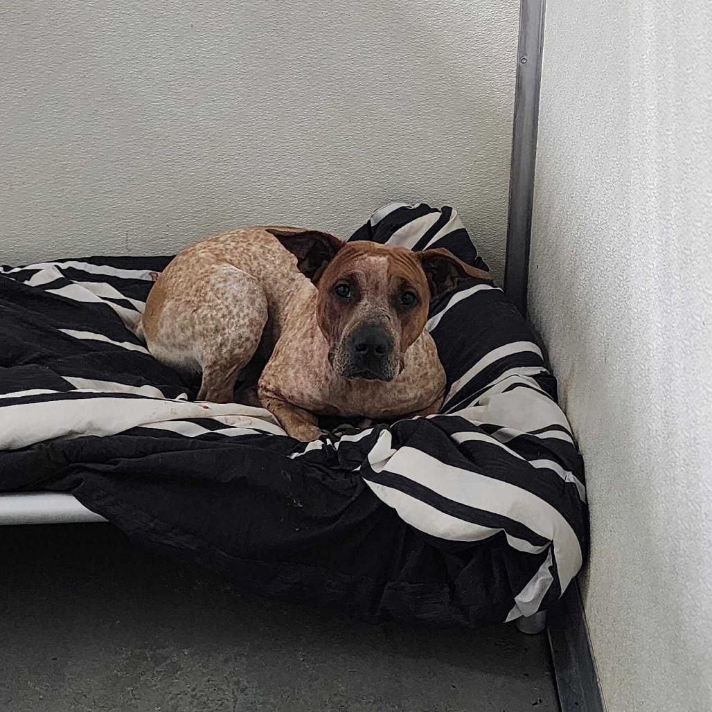 Enlarge Sarah, a Adoptable Mixed Breed in Davenport, IA image 3/4