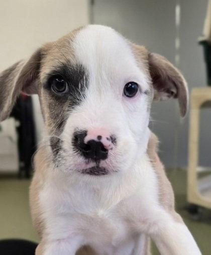 Tagalong, Adoptable, Young Male Terrier.